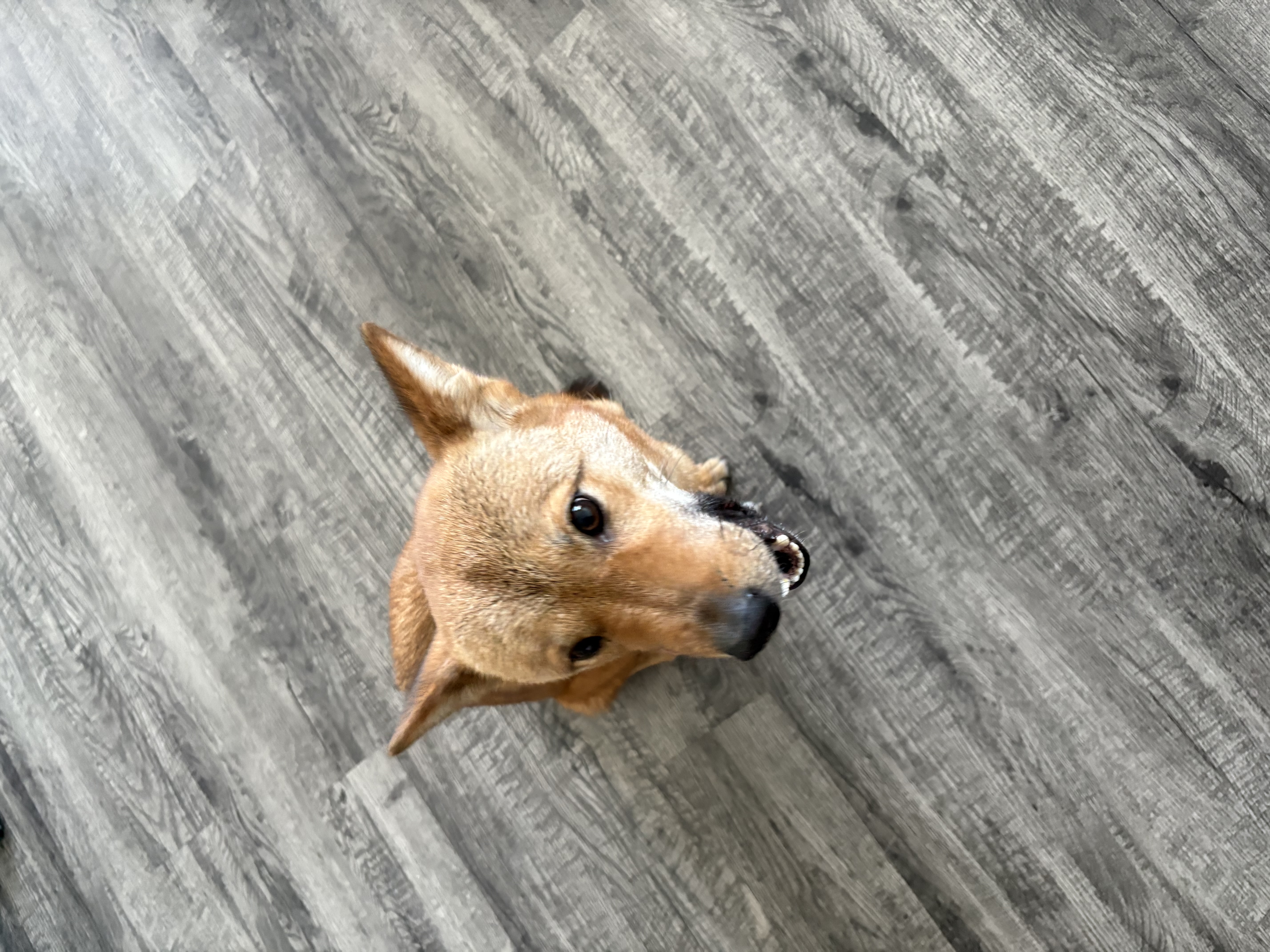 헤이코리안 - 커뮤니티, image size:4284x5712