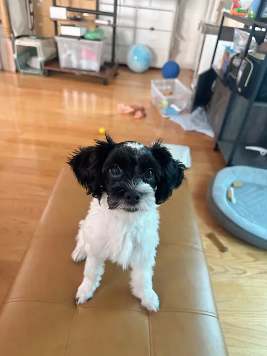 2월23일 2026년에 태여난 아기 입양보냅니다 in Queens, NY