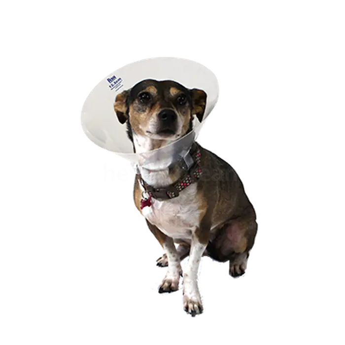e collar for dog
