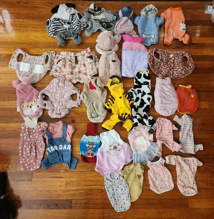 토이 사이즈 강아지 관련된 용품 for Sale