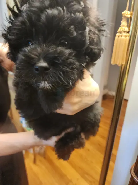 Pomapoo 2month old - Boy in Bergen County, NJ
