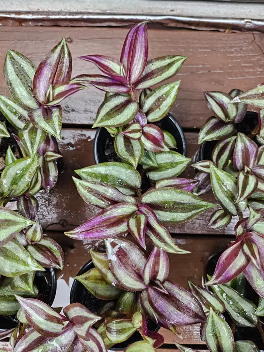 Tradescantia Pallida 'Purple Heart' Stunning deep purple foliage with metallic shine. 2-3 rooted stems, very healthy. Grown in full sun.