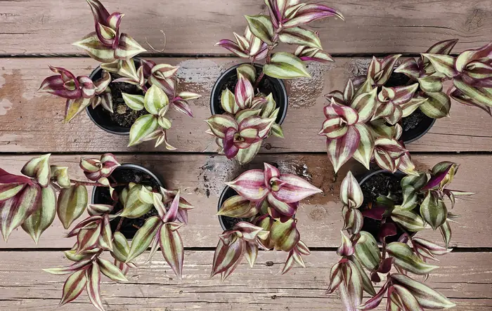 Healthy Wandering Jew - Tradescantia Zebrina in 4" nursery pots.