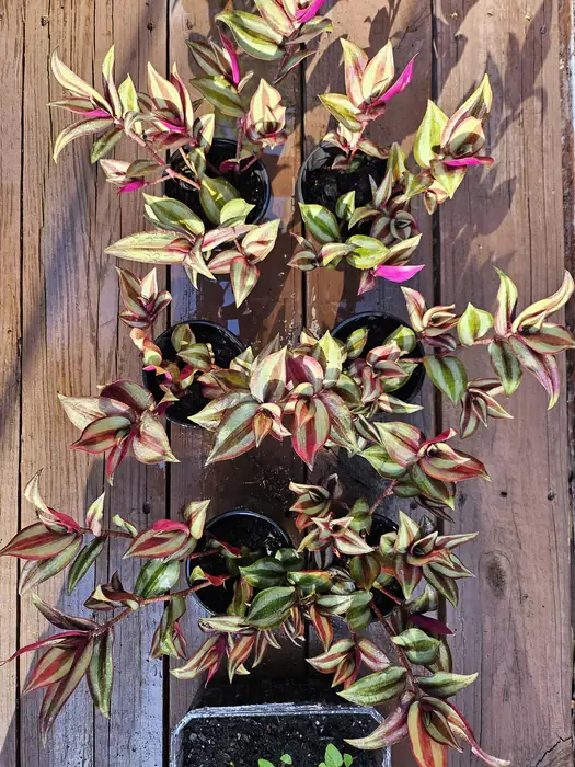 Healthy Wandering Jew - Tradescantia Zebrina in 4" nursery pots.