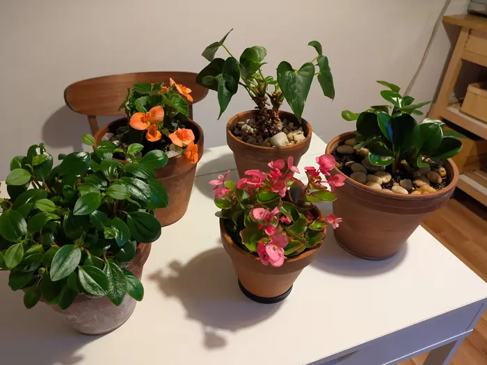 화초 5개 in Bergen County, NJ