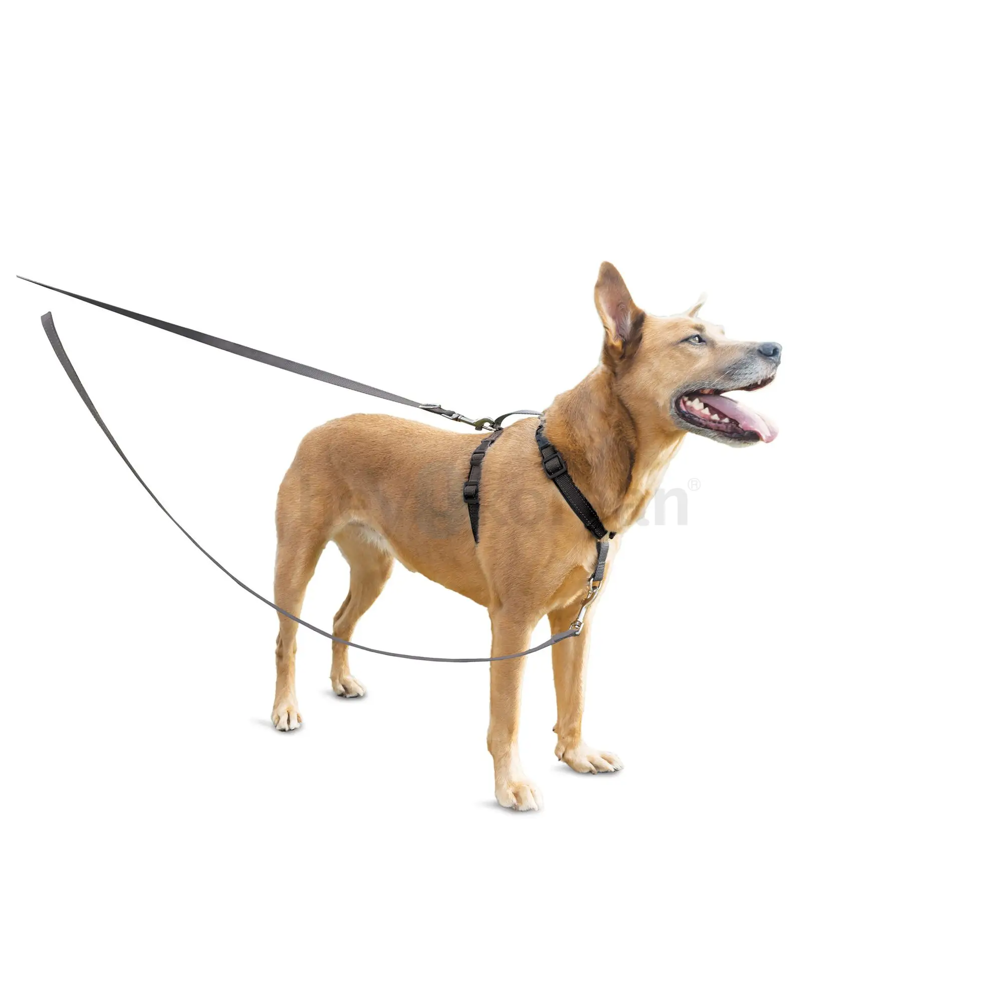 NEW PetSafe Two Point Control Leash